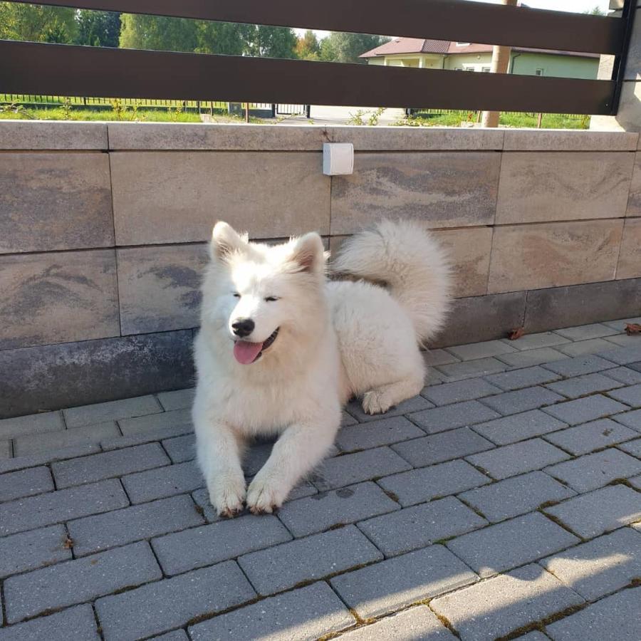 Aris Pokoje Goscinne Wojnicz Exteriör bild